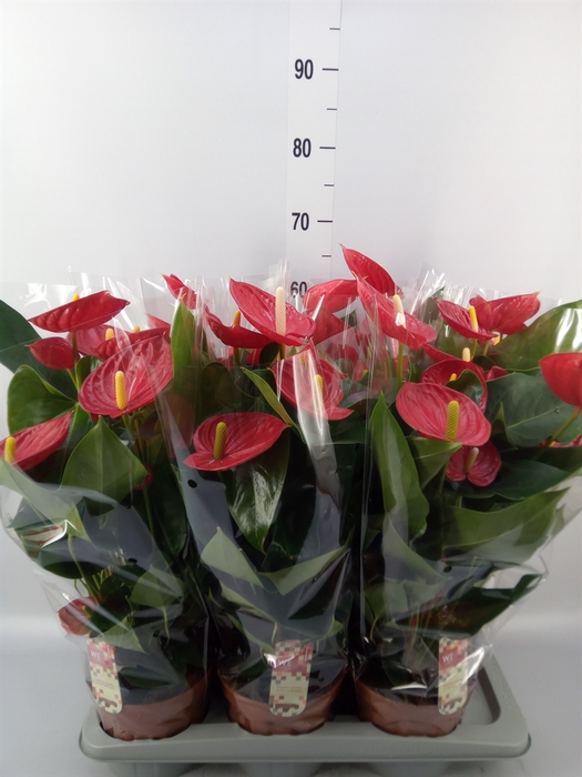 <h4>Anthurium andr. 'Tremendo'</h4>