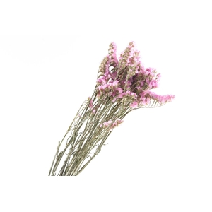 Statice Pink Light Natural