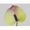 ANTHURIUM MAXIMA VIOLETA 9/11 035 CM DIAM MIN 9 CM LILAS