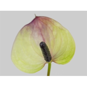 ANTHURIUM MAXIMA VIOLETA 9/11 035 CM DIAM MIN 9 CM LILAS