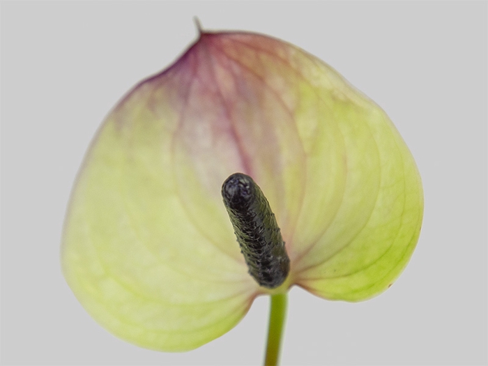 <h4>ANTHURIUM MAXIMA VIOLETA 11/13 040 CM DIAM MIN 11 CM LILAS</h4>