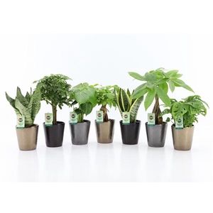 Easy to Care Mix in Infinity Keramiek