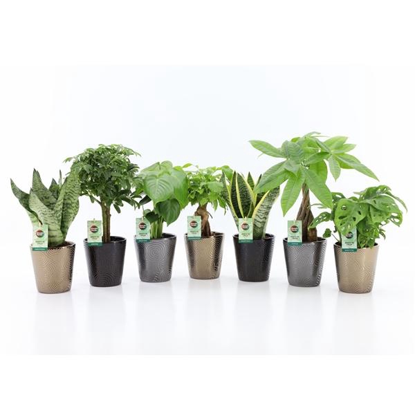 Easy to Care Mix in Infinity Keramiek