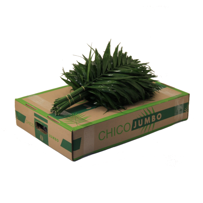 <h4>CHICO JUMBO WHITE BOX</h4>