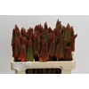 Kniphofia Alcazar