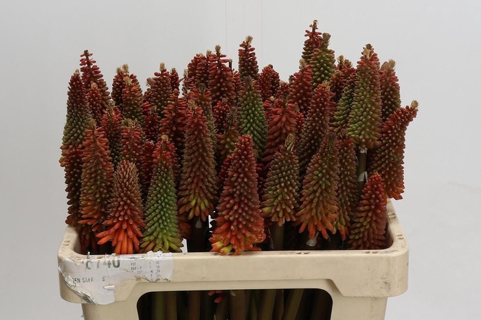 <h4>Kniphofia Alcazar</h4>