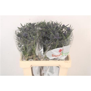 Eryngium Mag Blue Lagoon