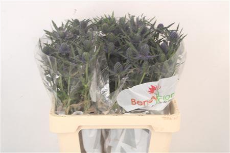 <h4>Eryngium Mag Blue Lagoon</h4>