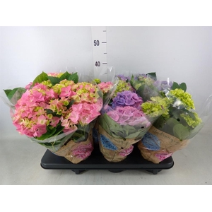Hydrangea mac.   ...mix
