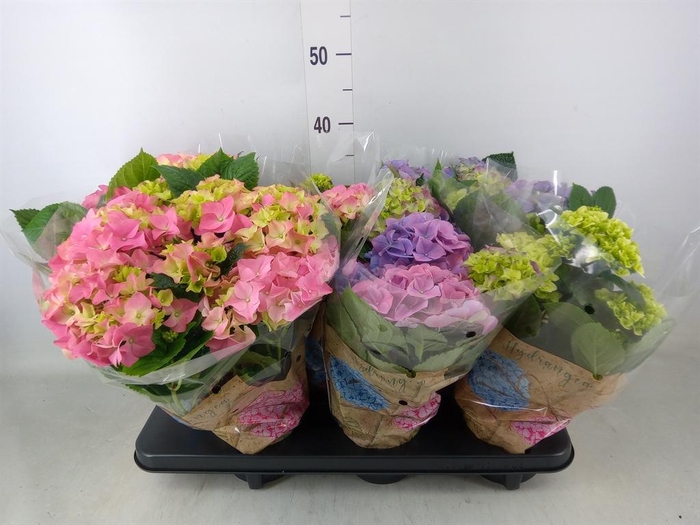 <h4>Hydrangea mac.   ...mix</h4>