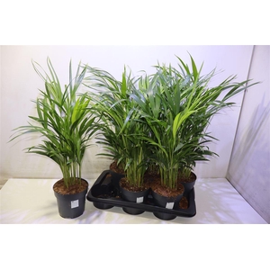 arr8 Dypsis Lutescens