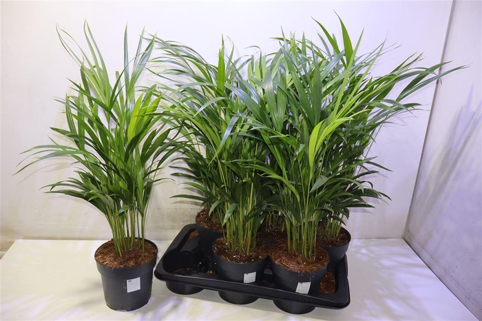 <h4>arr8 Dypsis Lutescens</h4>