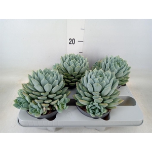 Pachyphytum  'Corvus'