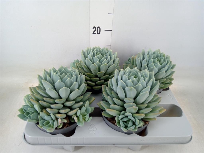 <h4>Pachyphytum  'Corvus'</h4>