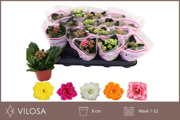 <h4>KAL GE GEM 5 KL</h4>