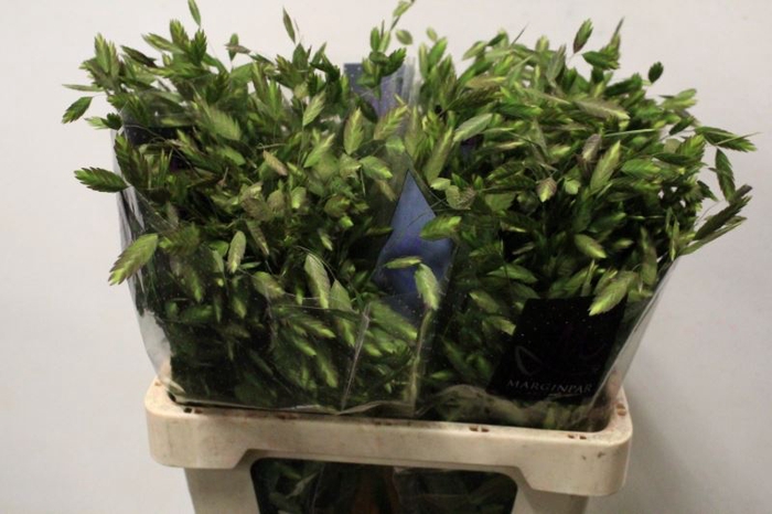 <h4>SIERGRAS CHASMANTHIUM 3X50</h4>