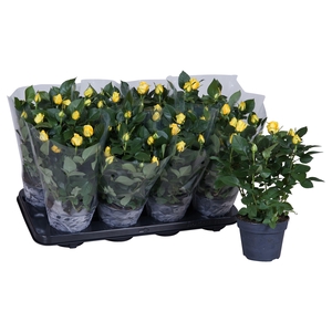 Nolina Roses Ø 13 cm Yellow Blanco sleeve