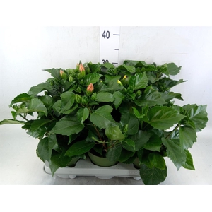 Hibiscus rosa-sin.   ...mix