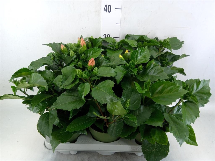 <h4>Hibiscus rosa-sin.   ...mix</h4>