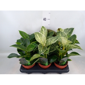 Philodendron   ...