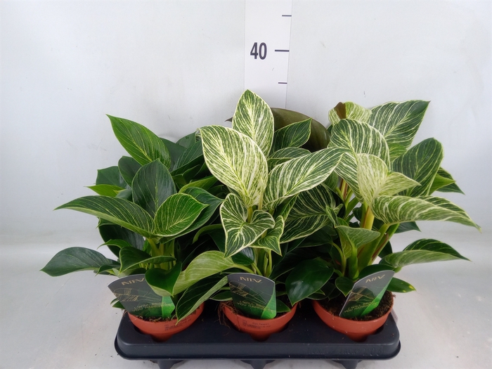 <h4>Philodendron   ...</h4>