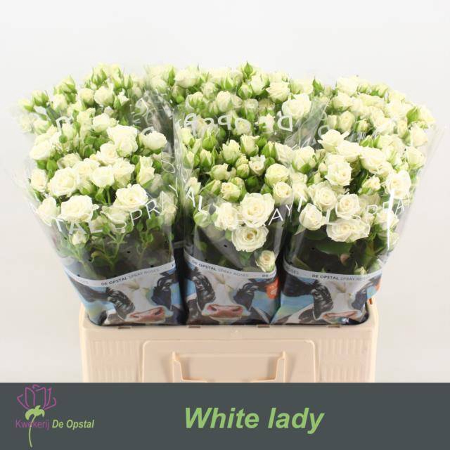<h4>Rosa spray white lady</h4>