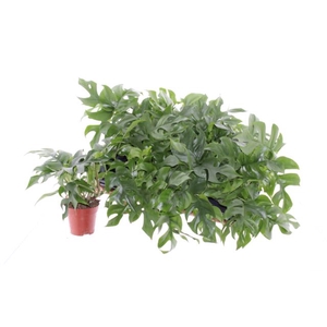 MONSTERA OV