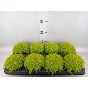 Soleirolia soleirolii 'Aurea'