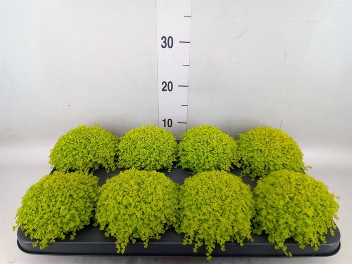 <h4>Soleirolia soleirolii 'Aurea'</h4>