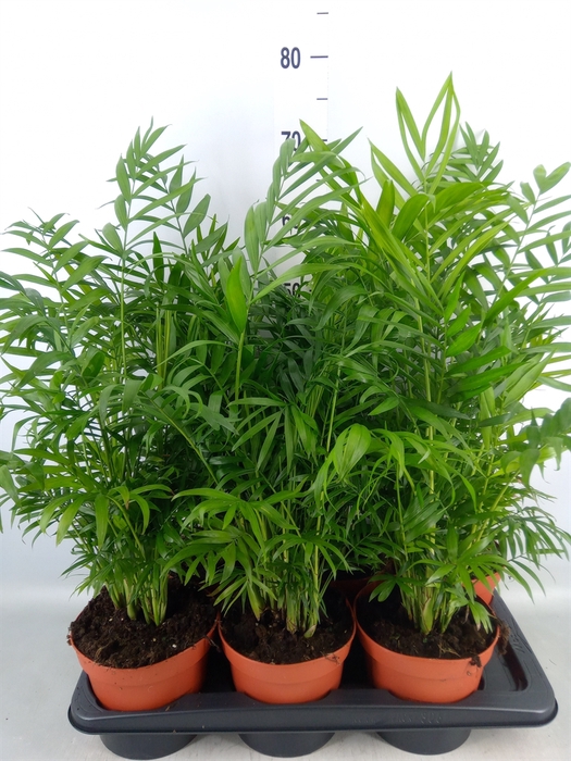 <h4>Chamaedorea elegans</h4>