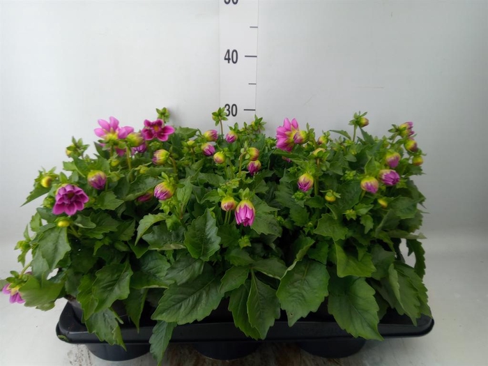 <h4>Dahlia  'Dahlinova Tempt Purple'</h4>