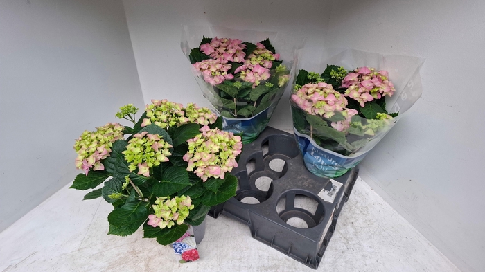 <h4>HYDR M EARLY ROSA</h4>