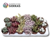 Sierra's® - Barcelona Succulent Mix (Collection)