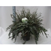 Asplenium overig Pellaea rutundifolia