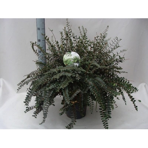 Asplenium overig Pellaea rutundifolia