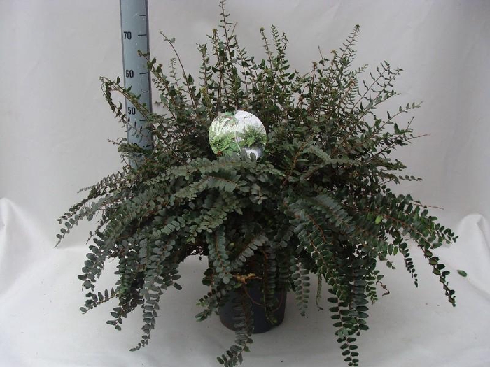 Asplenium overig Pellaea rutundifolia