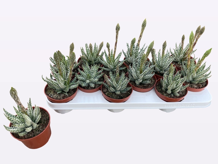 <h4>ALOE HUMILIS</h4>