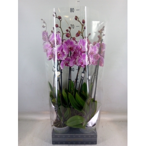 Phalaenopsis   ...rose