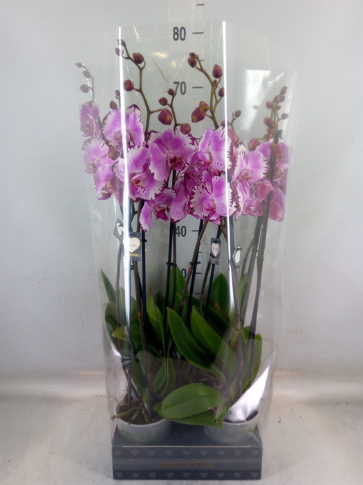 <h4>Phalaenopsis   ...rose</h4>