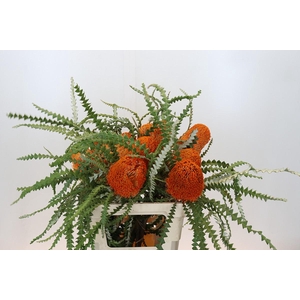 Banksia Speciosa Oranje