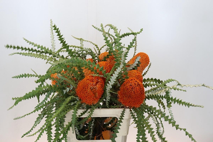 <h4>Banksia Speciosa Oranje</h4>