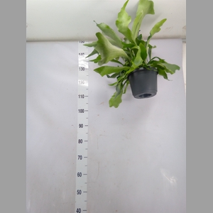 Platycerium bifurc. 'Netherlands'