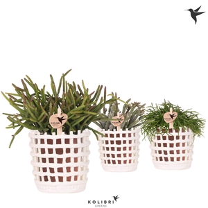 Kolibri Greens Rhipsalis mix in Mesh pot white