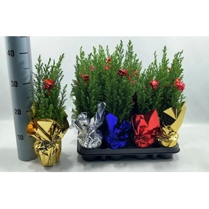 Chamaecyparis law. Ellwoodii