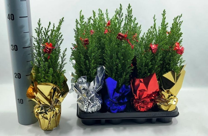 <h4>Chamaecyparis law. Ellwoodii</h4>