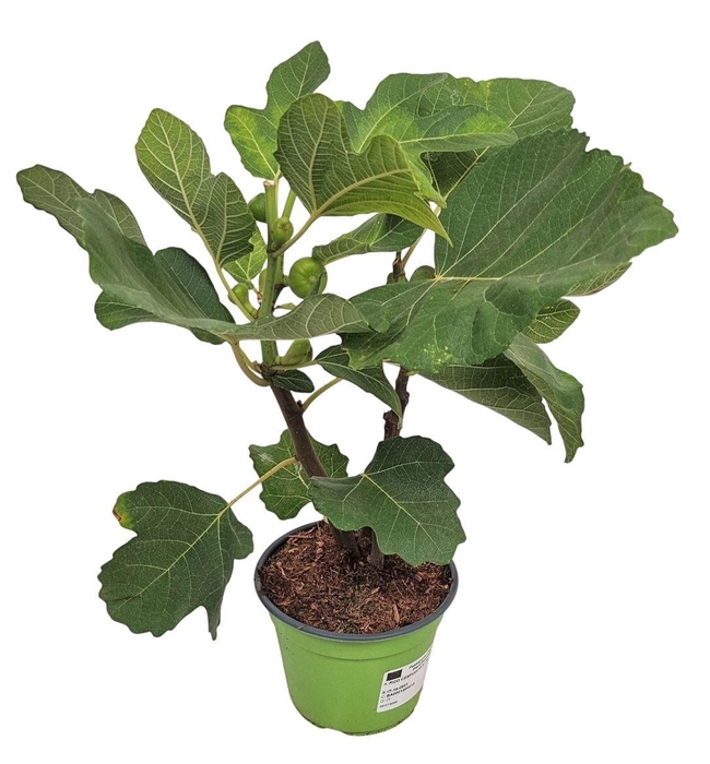 <h4>FICUS CARICA</h4>