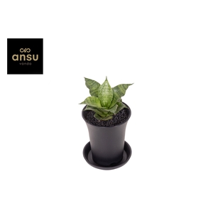 Sansevieria Star Mini Marble No. 1 in sierpot