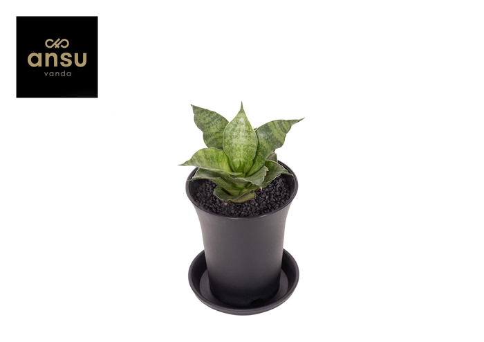 <h4>Sansevieria Star Mini Marble No. 1 in sierpot</h4>