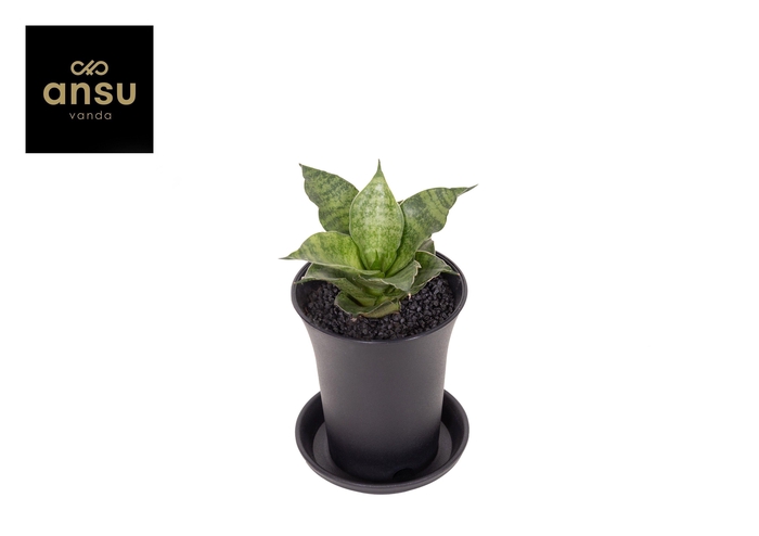 <h4>Sansevieria Star Mini Marble No. 1 in sierpot</h4>