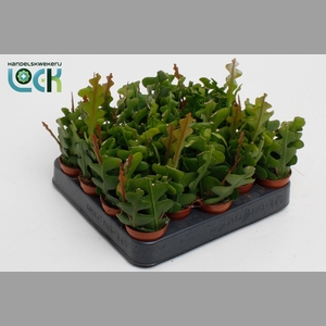 EPIPHYLLUM ANGULIGER